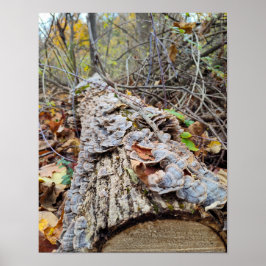 Poster Barnacle Tree Log