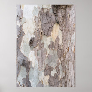 Poster Barque d'arbre