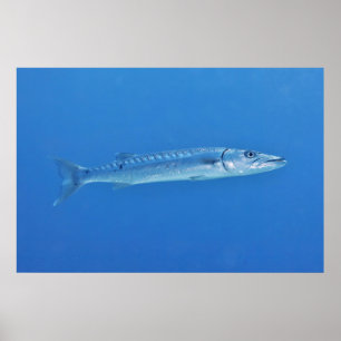 Poster Barracuda en bleu