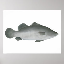 Poster Barramundi