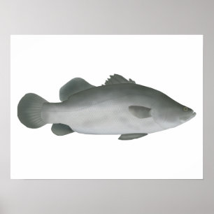 Poster Barramundi