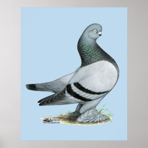 Poster Barre Bleue Berliner Tumbler Pigeon