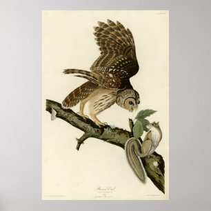 Poster Barred Owl, John James Audubon's Birds of America