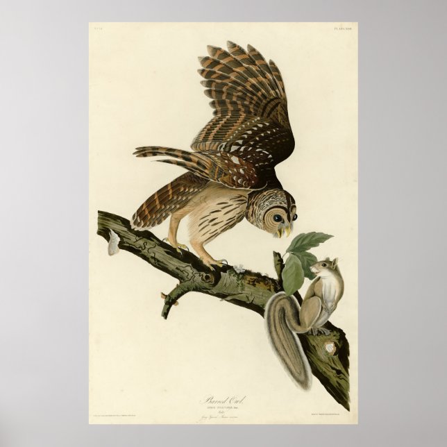 Poster Barred Owl, John James Audubon's Birds of America (Devant)