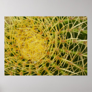 Poster Barrel Cactus Closeup Abstrait Nature Photographie