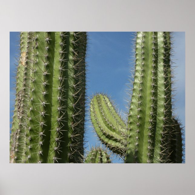 Poster Barrel Cactus I Desert Photo (Devant)