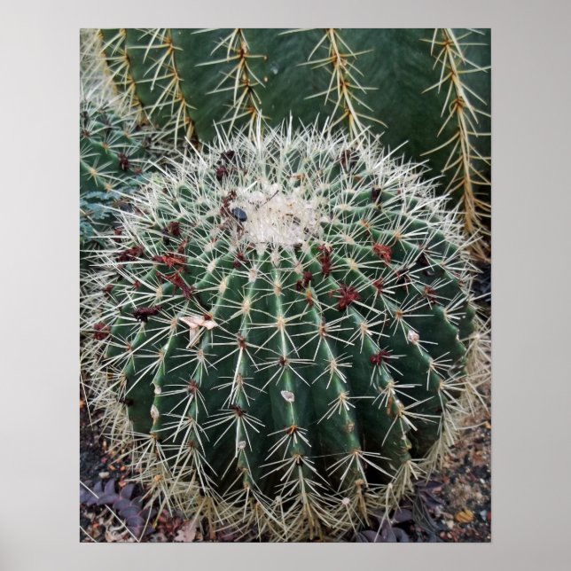 Poster Barrel Cactus Photo Mexique Cactus sud-ouest (Devant)