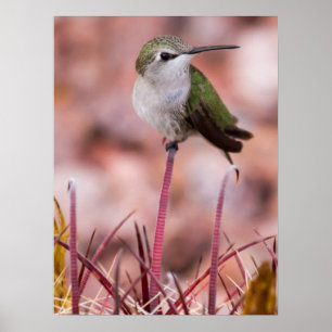 Poster Barrel Cactus Roosting