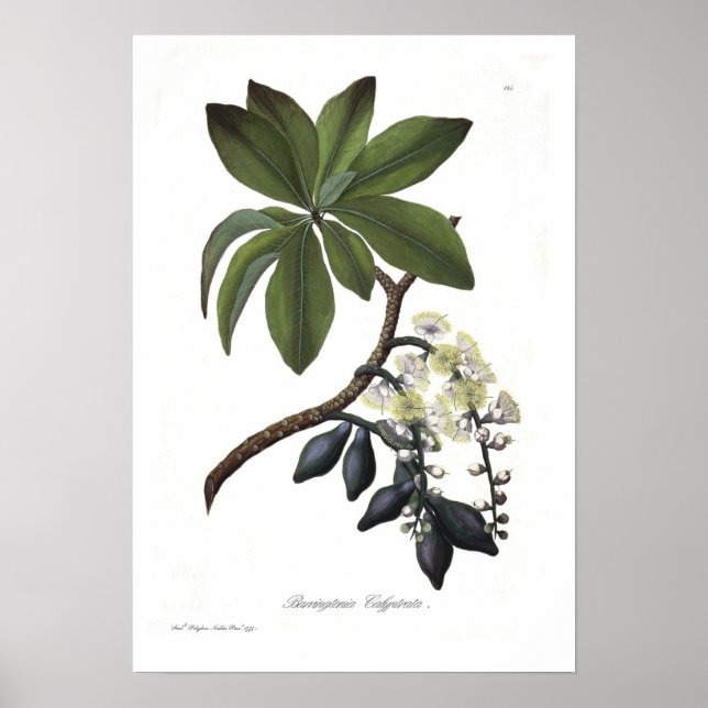 Poster Barringtonia calyptrata (Devant)