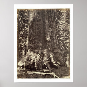 Poster Base du géant grisâtre, 'du livre de Yosemite
