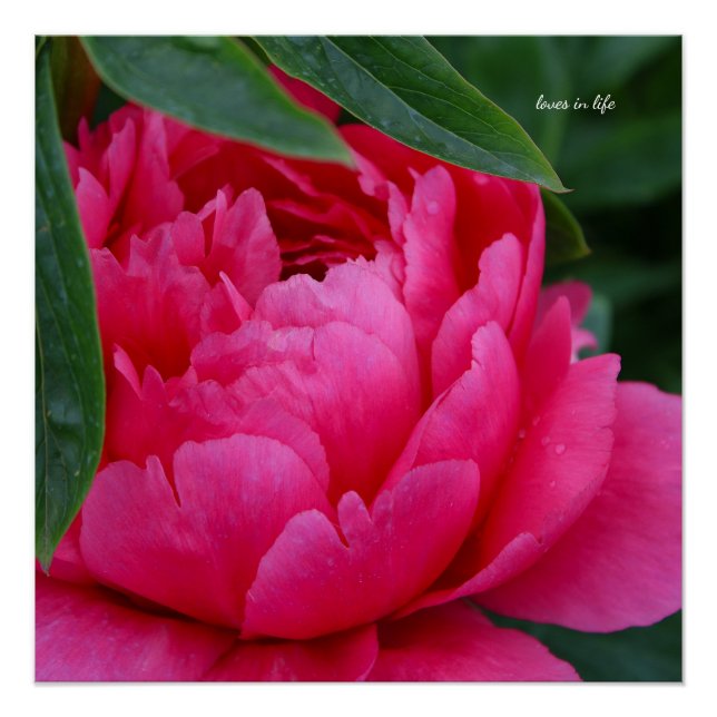 Poster Bashful Pink Peony (Devant)