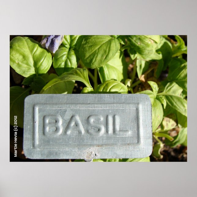 Poster Basil (Devant)