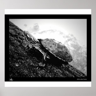 Poster Basking