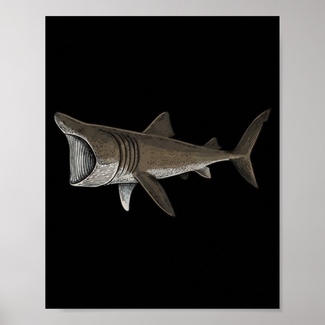 Poster Basking Shark (Devant)