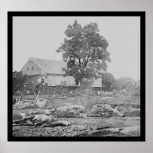 Poster Basse-cour et chevaux à Gettysburg 1863