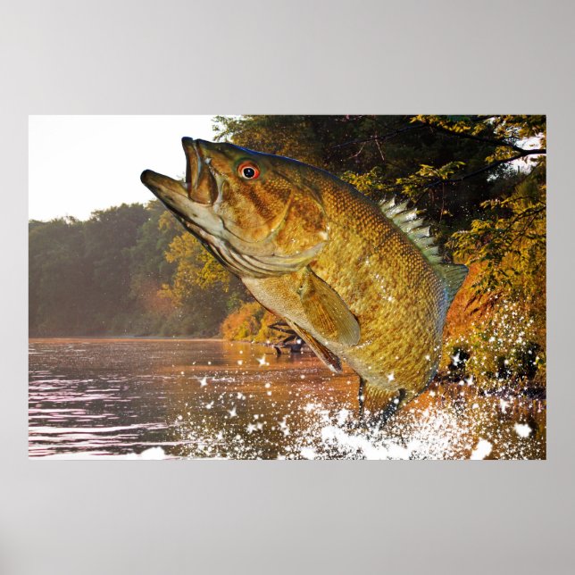 Poster Basse Smallmouth (Devant)