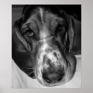 Poster Basset Hound