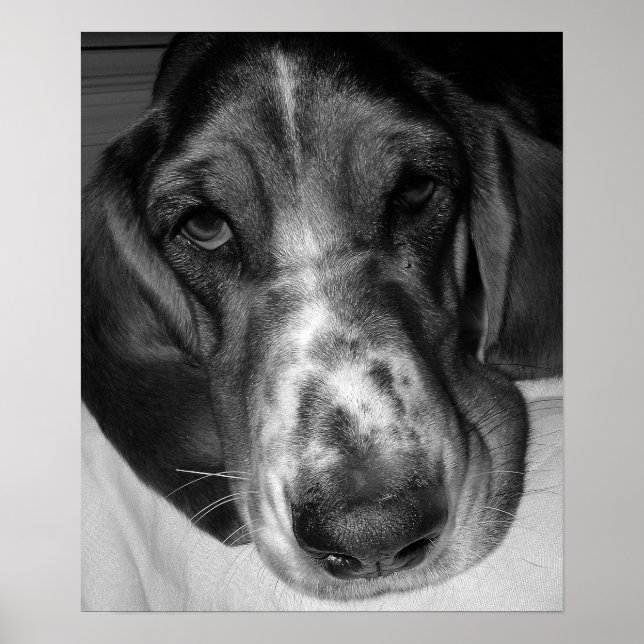 Poster Basset Hound (Devant)