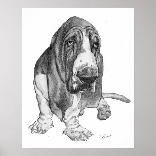 Poster Basset Hound (Devant)