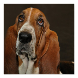 Poster basset hound 2