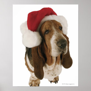Poster Basset hound à Santa hat