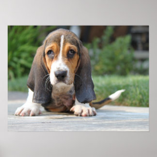 Poster Basset Hound Puppy