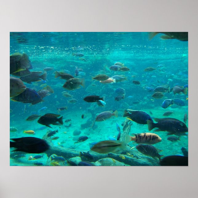 Poster Bassin bleu de cichlids nageant autour du design (Devant)