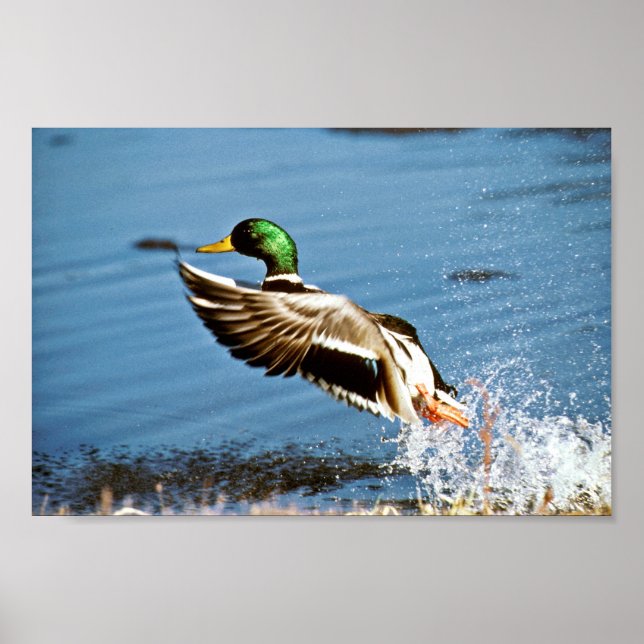 Poster Bassin de Mallard (Devant)