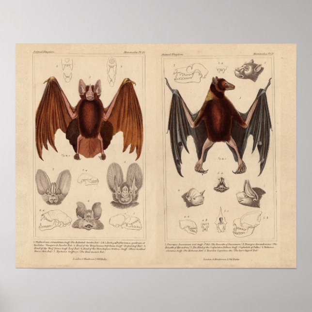 Poster Bat imprimer chauve-souris de fruits et chauve-sou (Devant)
