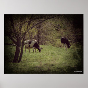 Poster Bataille laitière de Kalona