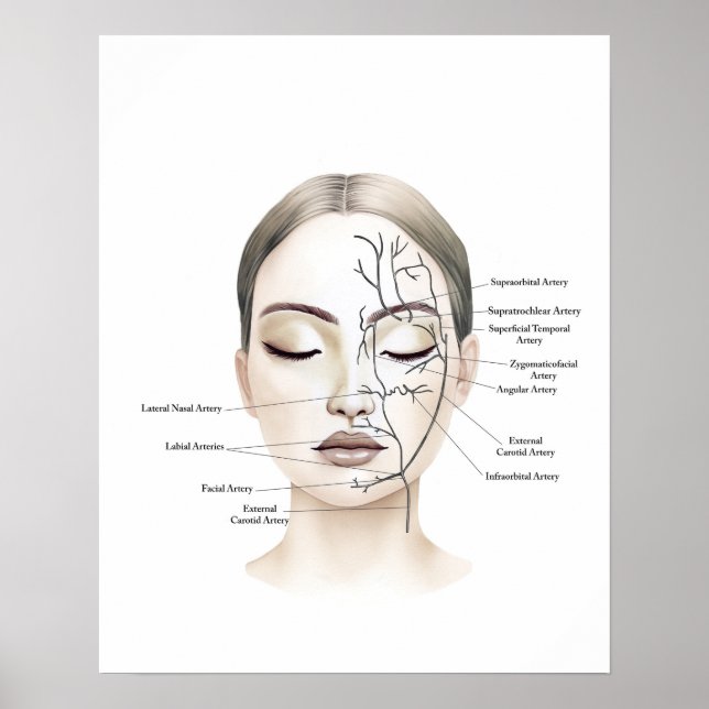 Poster Bateaux de sang facial Anatomie Art (Devant)