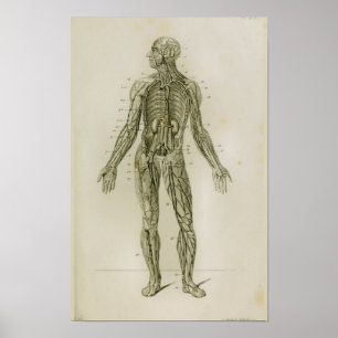 Poster Bateaux de sang Veines Anatomie Vintage Imprimer