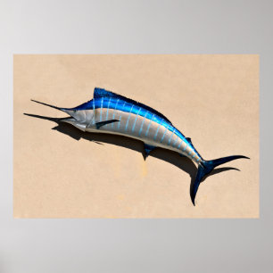 Poster Bâti de poissons de Marlin bleu