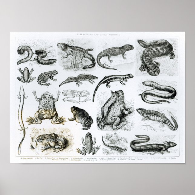 Poster Batrachians et autres Amphibia (Devant)