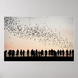 Poster Bats d'Austin - Austin, Texas
