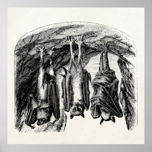 Poster Batterie vintage Bat 1800s Flying Fox Bat