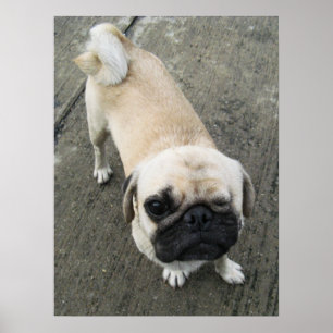 Poster Bauwk ... Chien Pug ... chiot mignon