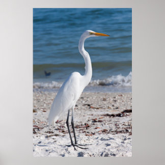 Poster Beach-bum Heron