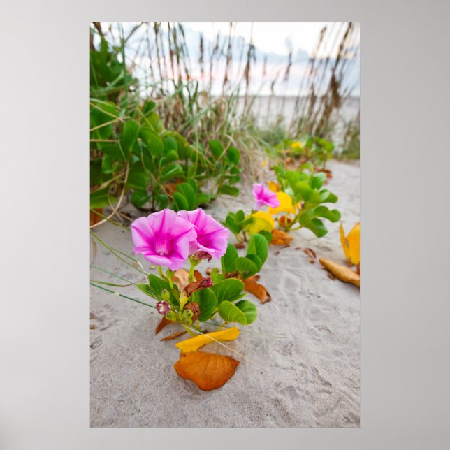 Poster Beach Morning Glory (Ipomoea Stolonifera) (Devant)