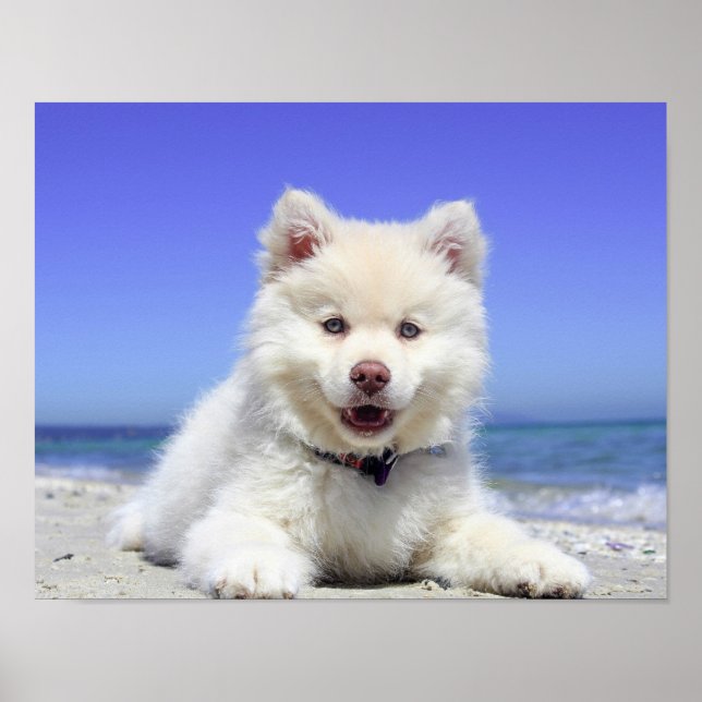 Poster Beach Puppy Dog Fluffy White Animal Summer Photo (Devant)