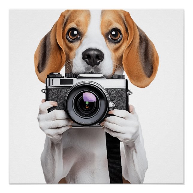 Poster Beagle (Devant)