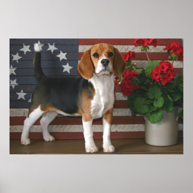 Poster Beagle patriotique (Devant)