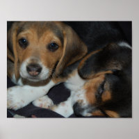Poster beagle Puppies