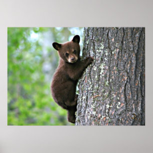 Poster Bear Cub