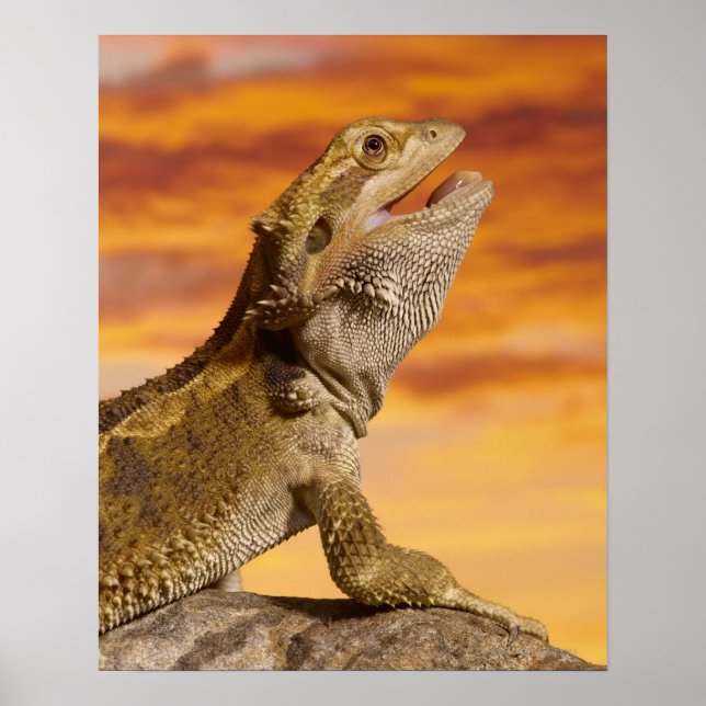 Poster Bearded dragon (Pogona Vitticeps) on rock (Devant)