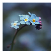 Beau Bleu Élégant Oubliez-moi-pas Fleurs