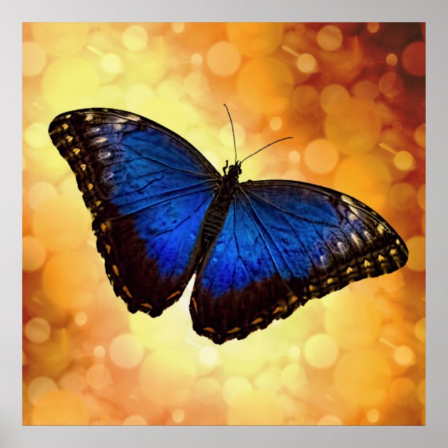 Poster Beau Bleu Morpho papillon Bokeh (Devant)