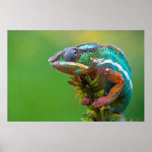 Poster Beau caméléon panthère