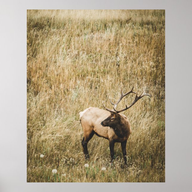 POSTER BEAU CERF D'ELK (Devant)