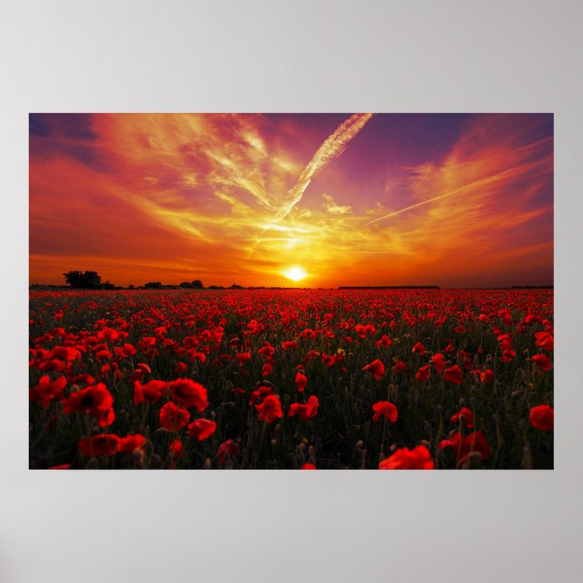 Poster Beau champ de fleur de pavot rouge coucher de sole (Devant)